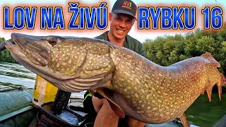 Rekord??😲 Lov na Živú Rybku 16 🐋😇 Lov Šťuky Štiky a Zubáča Candáta | Big Pike Fishing