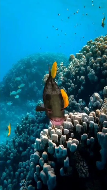 Throw 150 Pounds #2 ☠️ !! Mama | @Ox_Zung Official TikTok #shorts