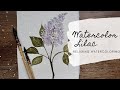 How to watercolor lilac  relaxing watercoloring watercolor with nina