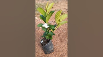 Grow guava tree from cutting 🌱 #gardenscapes #shortvideo