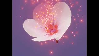 cherry blossom