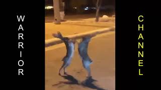 Kangaroo Street Fight Funny Fight