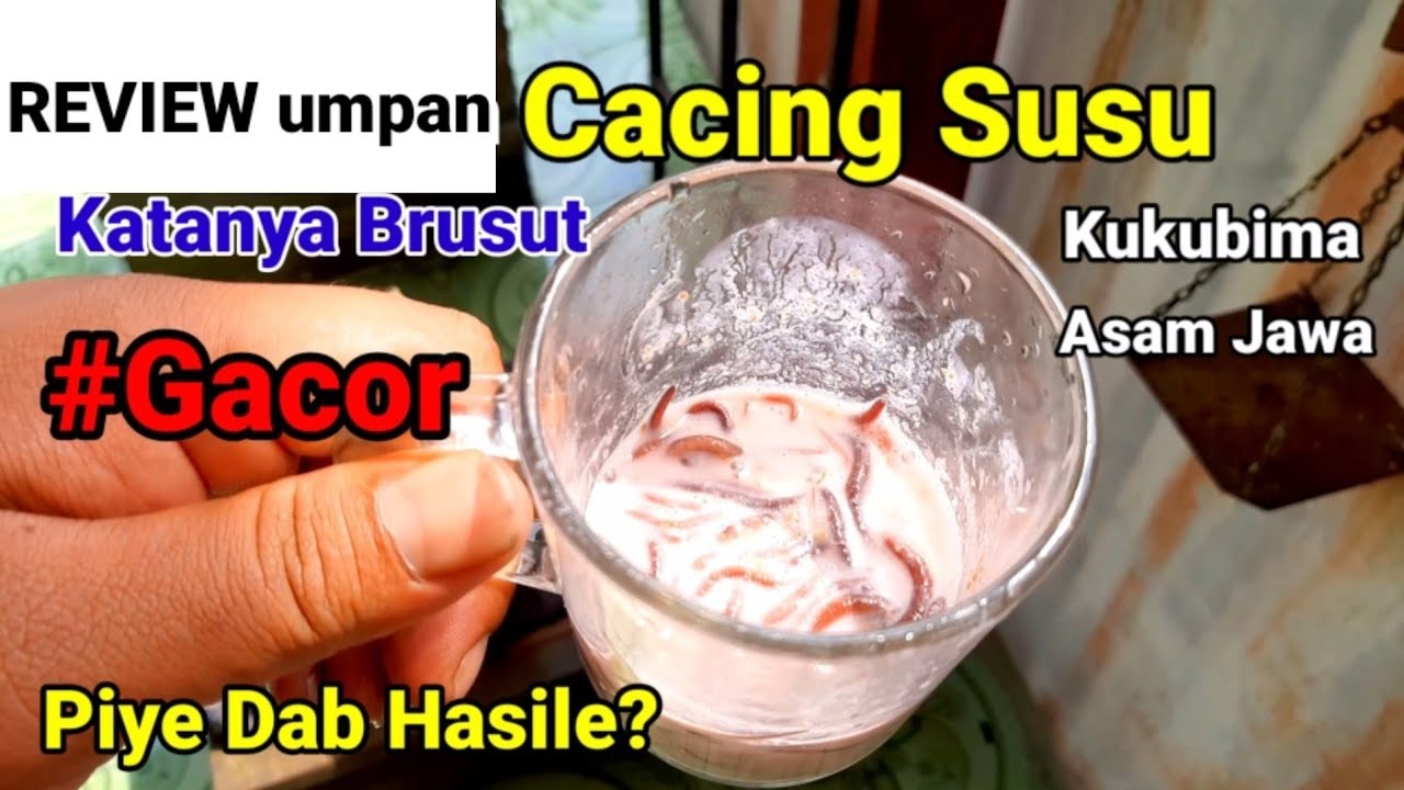 Tes Umpan Jitu Kesukaan Lele Monster Media Cacing Merah