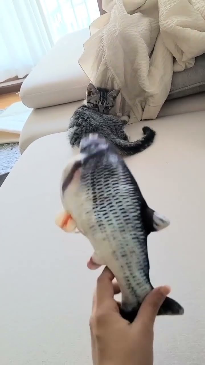 Funny  kitten ? ? ? ?