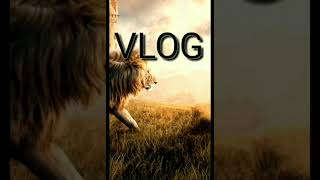 Brave Lion Pensative_ Vlog No Copyright For Background Free To Download 100% Nocopyright