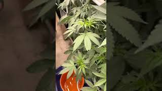 RoomB Nearing Week2 Grow Show Joe Floraflex Gavita