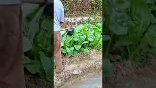 Download Lagu Watering and Tending to Rows of Lush Green Mustard Greens MP3