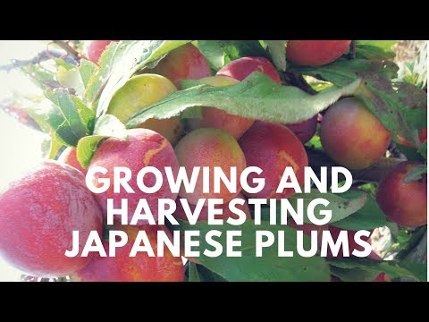 Video: Japonská švestka na chatě: výsadba a péče
