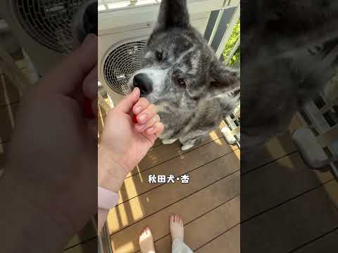 それぞれの家庭菜園いちごの食べ方【チャウチャウ・秋田犬・ボーダーコリー・ラブラドールレトリバー】【多頭飼い】【大型犬】＃Shorts