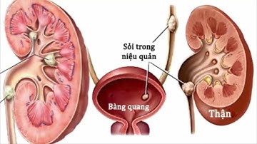 KỸ NĂNG KHÁM HỆ THỐNG THẬN TIẾT NIỆU
