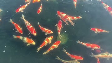 Thư giãn sáng sớm cùng đàn Koi 60-80cm tại trại cá QUHAKU Koi Farm #QUHAKUKoiFarm
