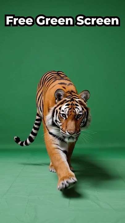 Prowling Tiger Green Screen Video Effect VFX