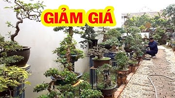 Giảm giá đặc biết phục vụ chơi tết, cây hiếm gặp - cheap bonsai trees