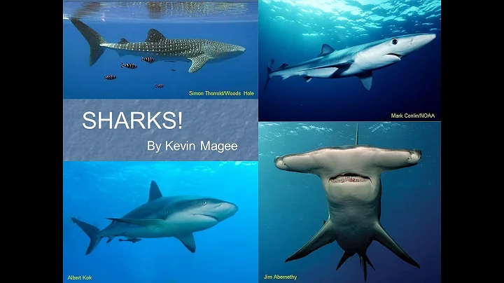 Shark Facts (and not Shark Fiction) with Kevin Magee