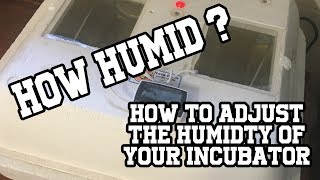 Get the correct humidity in your incubator