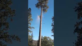 MTS service tree service line kill