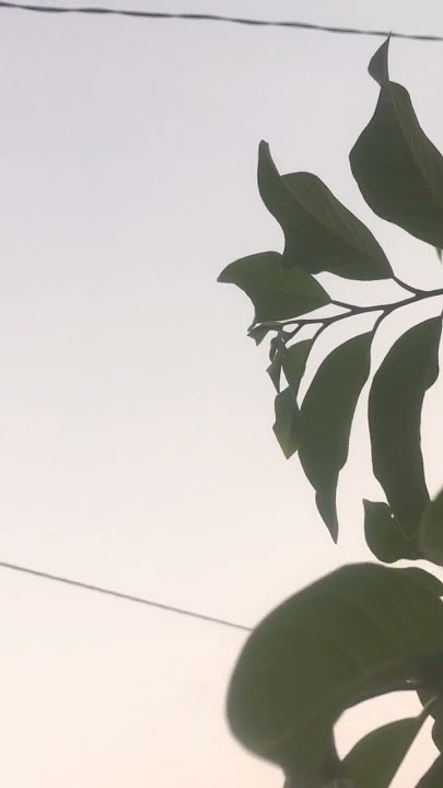 Footage Video Tiktok Mentahan Langit Sore No Copyright #shorts