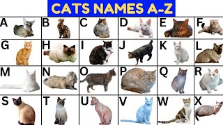 A-Z Cats With Alphabetimals | Cats For Kids | Learn ABC Animal Book | A-Z Animals Flashcards #abcd