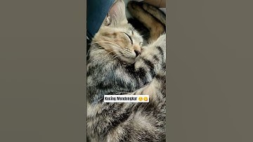 Lucunya Kucing Tidur Mendengkur, Bikin Ngantuk Ikut 😴😻 #cat #cute #kitten