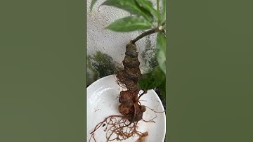 1 củ sâm rừng 1 Lạng 7 già múp nhiều dưỡng chất giá mềm lắm 0377965679 e Nguyệt nhé