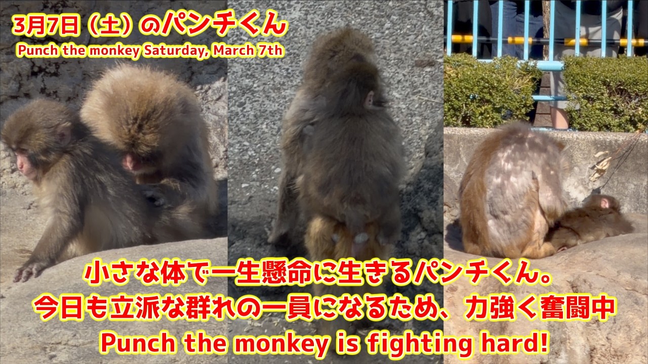 【パンチくん】小さな体で一生懸命に生きるパンチくん。今日も立派な群れの一員になるため、力強く奮闘中 #がんばれパンチ #punch その１【Punch the monkey】