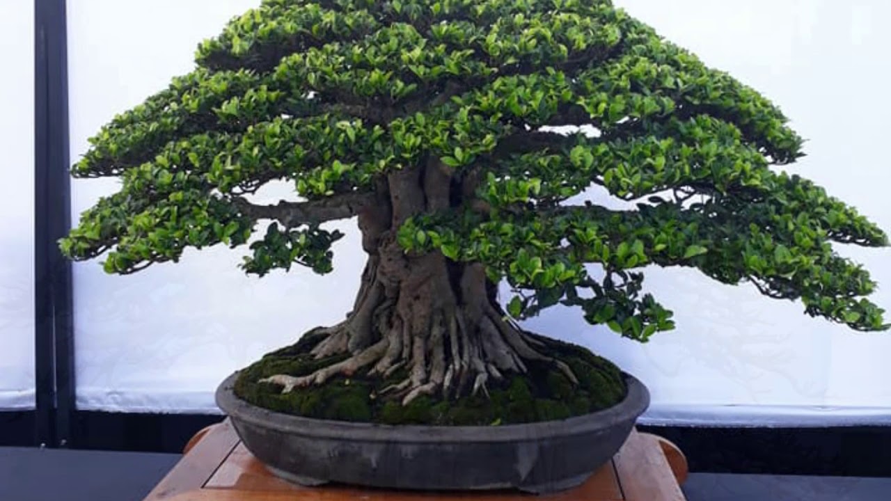  bonsai  from Gianyar Bali  Pamnas YouTube