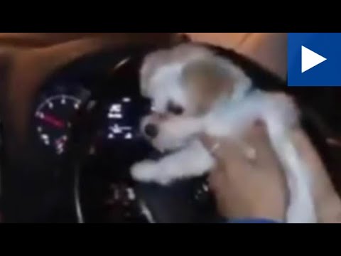 Footballer Madelene Wright Holds Her Dog Whilst Driving Her Car