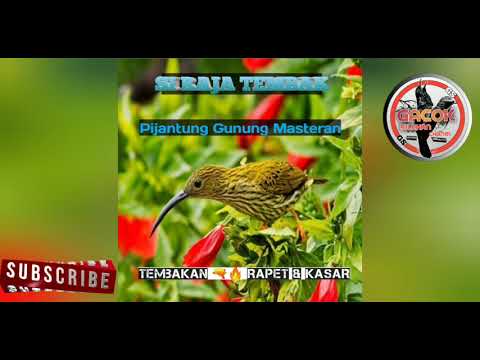Pijantung Gunung Gacor || Pijantung Gunung Nyecret Panjang Dengan Jeda
