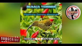 Pijantung Gunung Gacor || Pijantung Gunung Nyecret Panjang Dengan Jeda