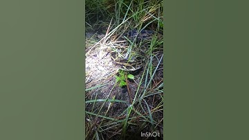 Burmese Pythons In The Florida Everglades