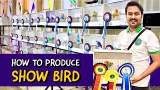 How to Produce Show Birds | Show Birds Pairing | Quality Birds Features | Lovebirds Quality Breeding