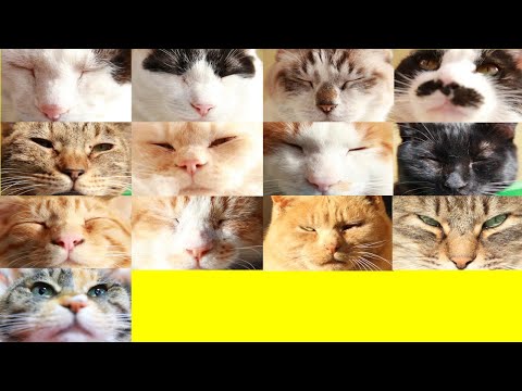 猫の日　猫のお顔　220222