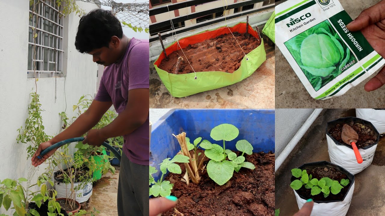 Terrace Garden Update l February 2019 garden update in tamil l Growbag