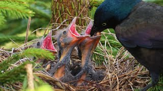 Twelve most exciting days in common grackle's life. 4K Eng. #Cardinal #birds #wildlife #nest