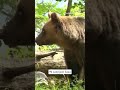 S peticijo nad upravljenje z medvedi