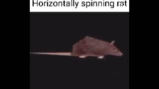 horizontal spinning rat