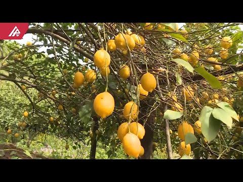 Video: Bir qəpiklə Bağçılıq – Ucuz Bağ Təchizatları və Qənaətli Bağ Məsləhətləri