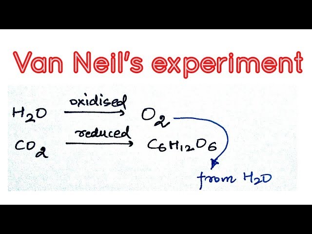 Van Neil's experiment and his contribution in photosynthesis. class=