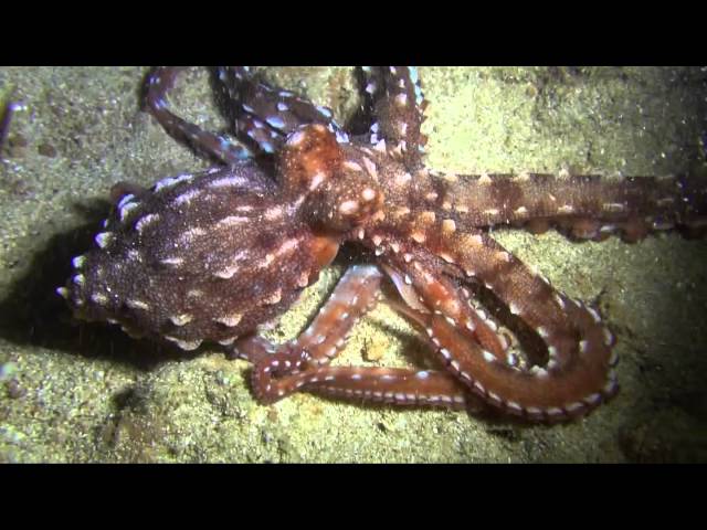 Oahu Dive Sites - Sharks Cove