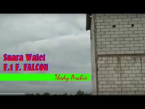 suara-walet-f.1-f.-falcon