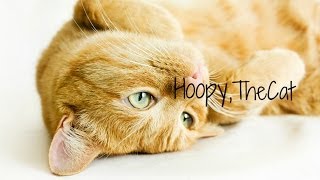 Meet Hoopy, The Cat.