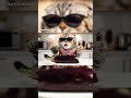Scottish Fold cat enjoys eating eggplant 😃😺