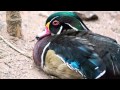 Umgeni Bird Park, Durban