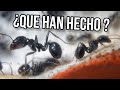 Abandonan el hormiguero  - 2ª Parte de la mudanza mini hormiguero de yeso | Hormigas Messor barbarus