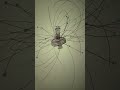 TON 618 Orbiting Star drawing Space Engine