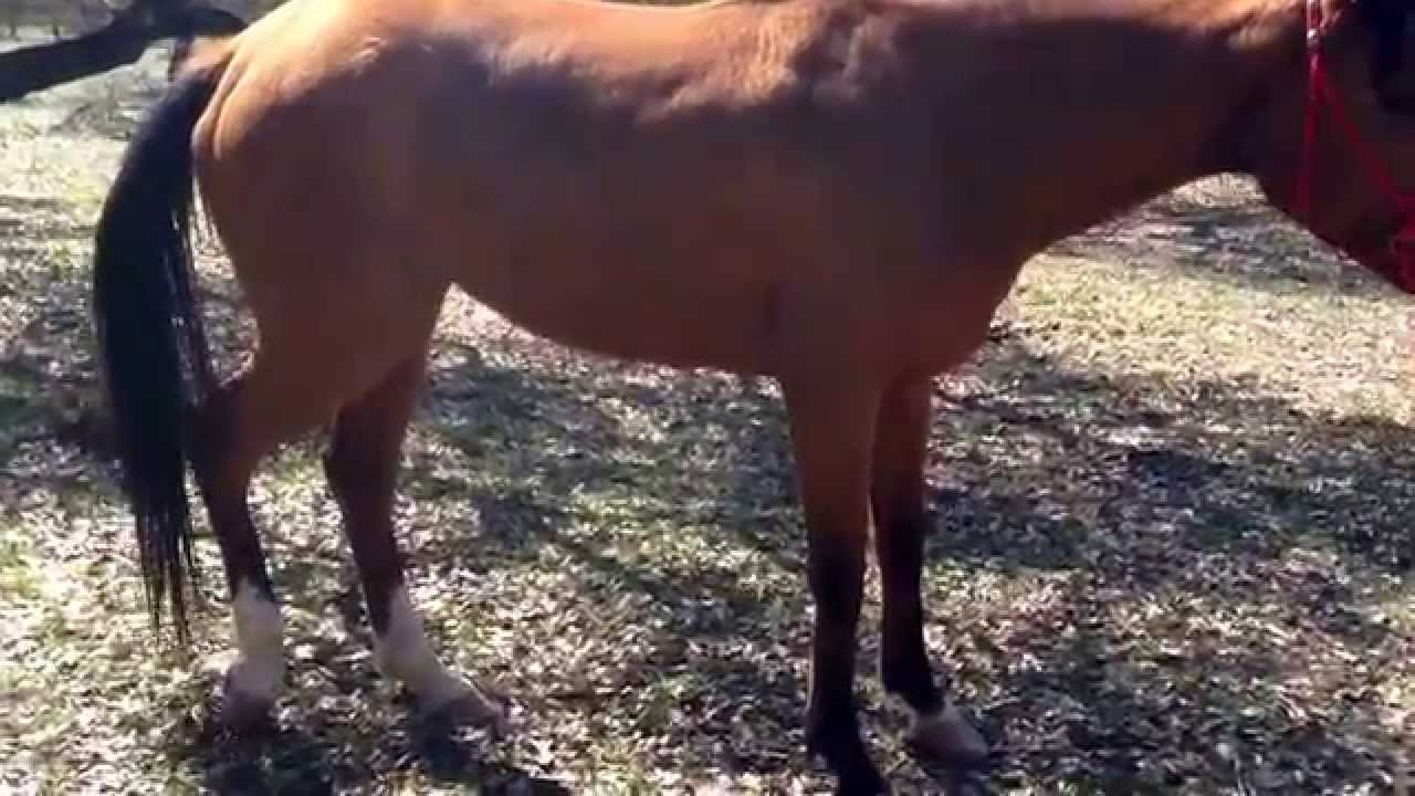Symptom of Colic horse biting at side YouTube