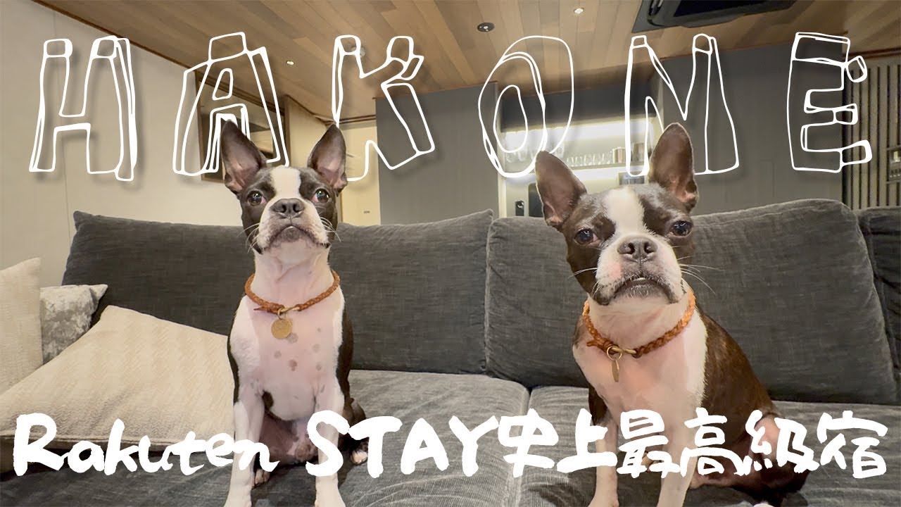 【ボストンテリア】Rakuten STAY史上最高級宿に愛犬と宿泊