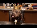 Funny and cute dog youtubes that will hopefully make your day