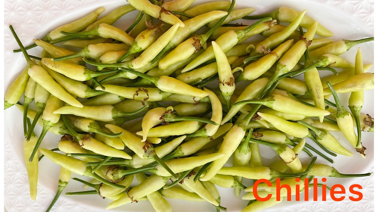 how to grow chilli plants at home fast / Harvesting peppers YouTube