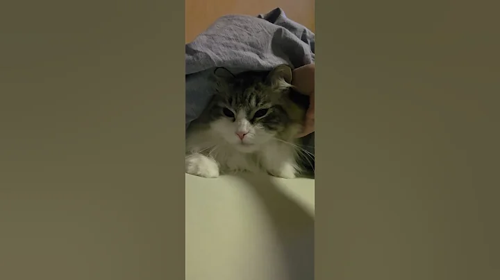 Video 10459241: cats catlover kitten cute, cats kitten funny catlover, kitten playing catlover